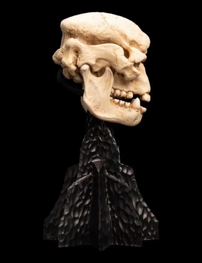 The Lord of the Rings - Skull of a Cave Troll Miniature Skull - Image 4