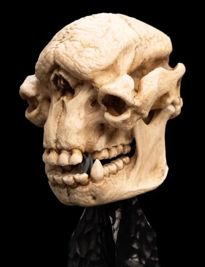 The Lord of the Rings - Skull of a Cave Troll Miniature Skull - Image 6